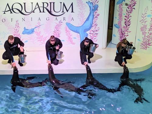 Four trainers in wetsuits feed sea lions at the Aquarium of Niagara, with a colorful mural in the background.