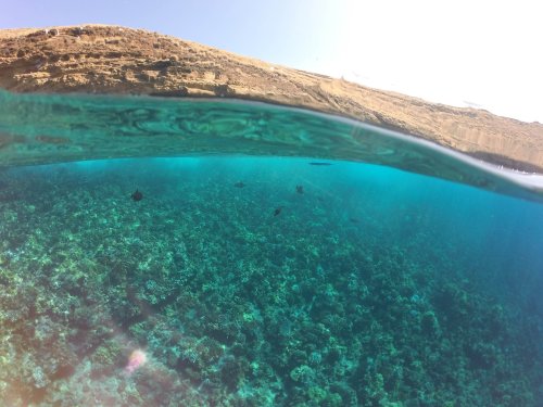 A split view of clear turquoise water revealing coral reefs and fish beneath the surface, with a sandy shore in the background.