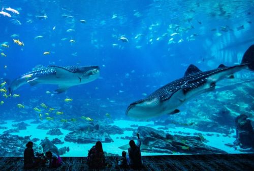 Two whale sharks swim gracefully in a large aquarium, with visitors observing from the foreground. Colorful fish surround them.