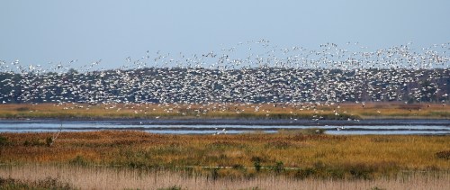 A flock of white birds flies over a marshland with tall grasses and a calm water body in the background.