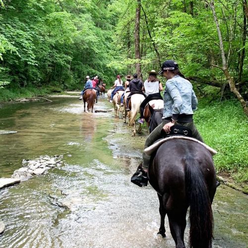 A group of people riding horses along a creek surrounded by lush green trees.