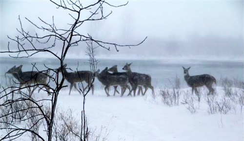 A group of deer walking through a snowy landscape with a river in the background, surrounded by fog and trees.