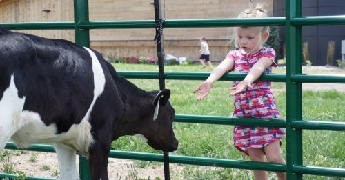 A young girl in a colorful dress reaches out to a black and white calf through a green fence on a sunny day.