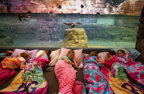 A group of children sleeping on a couch with colorful blankets, while penguins swim in an aquarium behind them.