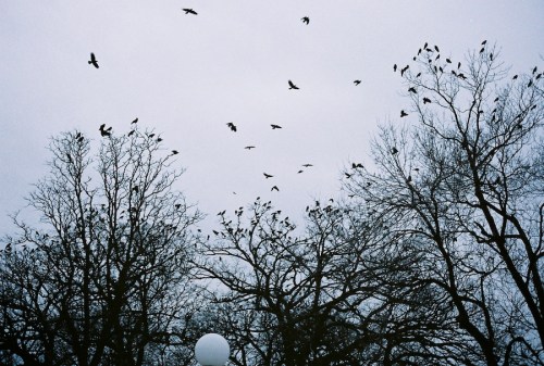 A flock of birds flies above bare trees against a gray sky, with some birds perched on the branches.
