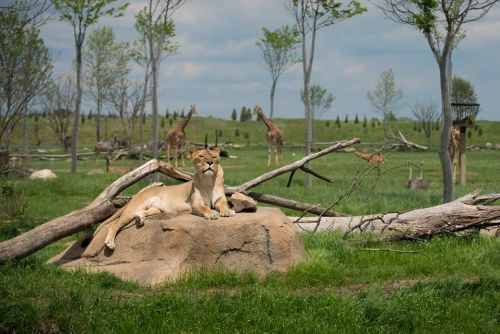 A lioness rests on a rock in a grassy landscape, with giraffes and trees in the background under a blue sky.