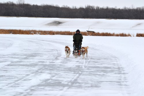 A person in winter gear is dog sledding on a snowy path with two dogs pulling the sled.