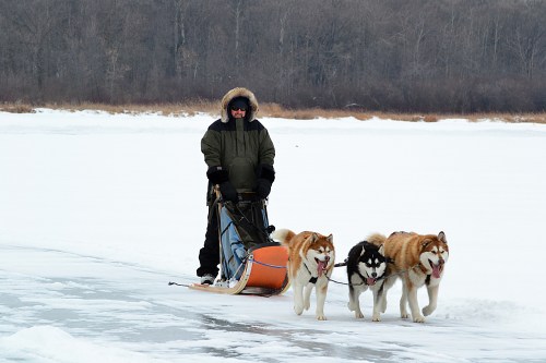 A person in winter gear sleds on ice, pulled by three huskies in a snowy landscape.
