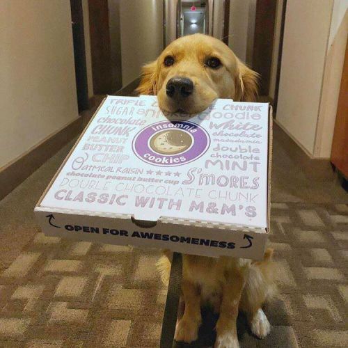 A golden retriever proudly carries a box of Insomnia Cookies in its mouth, ready to share the treats.