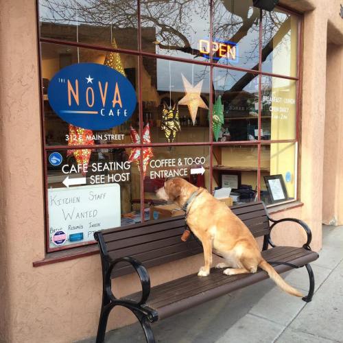 A dog sits on a bench outside a café, looking through the window at the menu and "Open" sign.