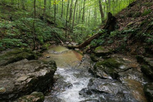 A serene forest scene featuring a small creek flowing over rocks, surrounded by lush green trees and foliage.