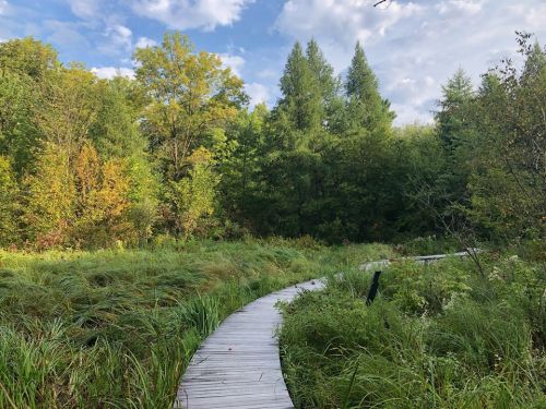 A winding wooden boardwalk through lush green vegetation and trees under a partly cloudy sky.