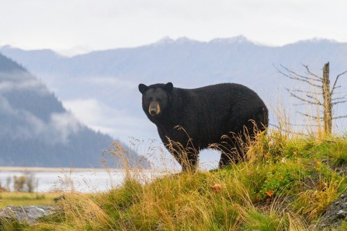 A black bear stands on a grassy hill with mountains and a lake in the background, surrounded by misty scenery.