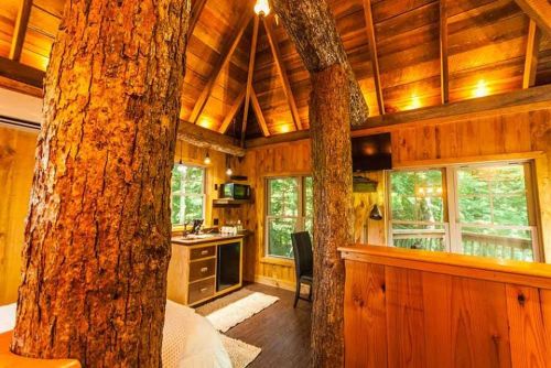 Cozy cabin interior featuring wooden walls, a tree trunk, kitchenette, and large windows with forest views.