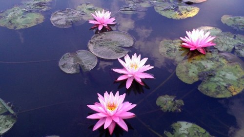 Pink water lilies bloom on a calm pond, surrounded by green lily pads and reflecting the sky above.