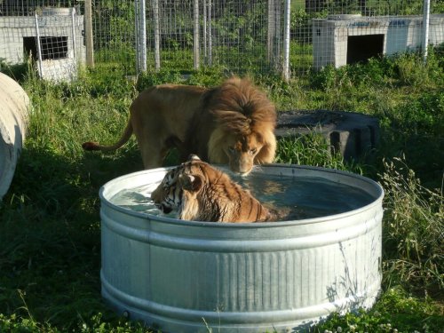 A lion watches a tiger swimming in a large metal tub in a grassy enclosure.