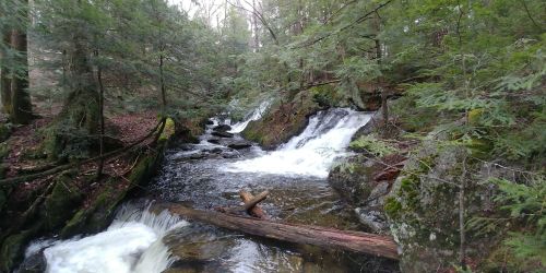 A serene forest scene featuring a flowing stream with small waterfalls and moss-covered rocks surrounded by trees.