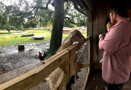 A man and a child interact with a goat at a petting zoo, with a rooster nearby and a grassy area in the background.