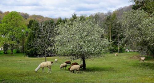 A lush green field with sheep grazing under a flowering tree, surrounded by trees and hills in the background.