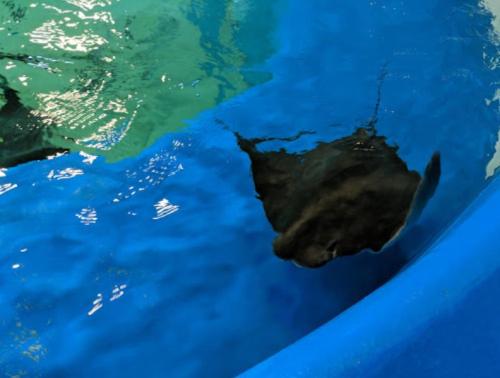 A dark stingray glides through clear blue water in a tank.