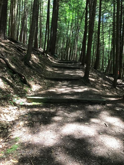 A forest path with wooden steps, surrounded by tall trees and dappled sunlight filtering through the leaves.