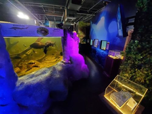 Aquarium exhibit featuring colorful lighting, fish tanks, and informational displays along a darkened corridor.