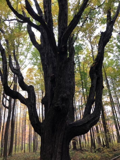 A tall, gnarled tree with twisted branches stands in a forest with autumn foliage in the background.