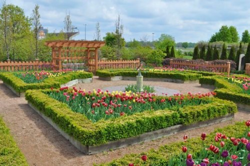 A vibrant garden with colorful tulips, neatly trimmed hedges, and a wooden pergola under a cloudy sky.