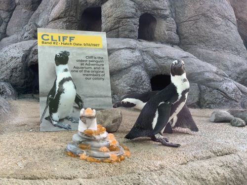 A penguin stands next to a sign about Cliff, the oldest penguin at Adventure Aquarium, with a rocky background.