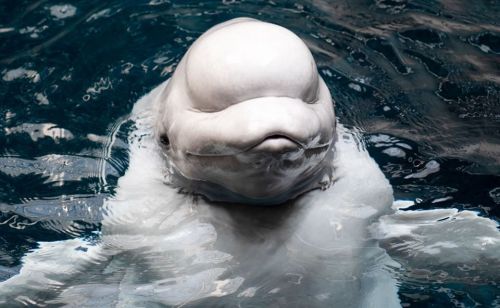 A close-up of a beluga whale's face, partially submerged in clear blue water.
