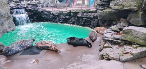 A group of seals resting by a green-tinted pool near a waterfall, surrounded by rocky terrain.