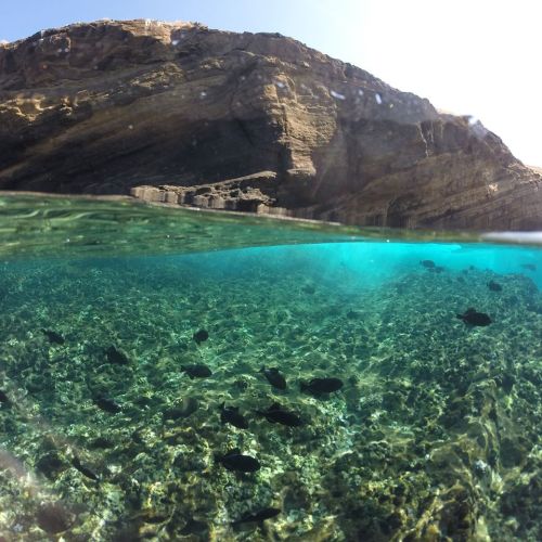 A clear underwater scene showing fish swimming over coral, with a rocky shoreline above the water's surface.