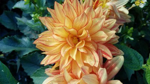 A close-up of a vibrant yellow and orange dahlia flower surrounded by green leaves.