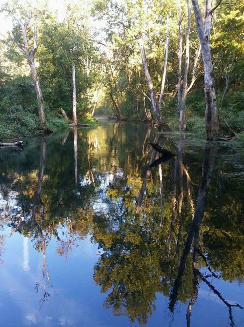 A serene river scene with trees reflecting in calm water, surrounded by lush greenery and soft morning light.
