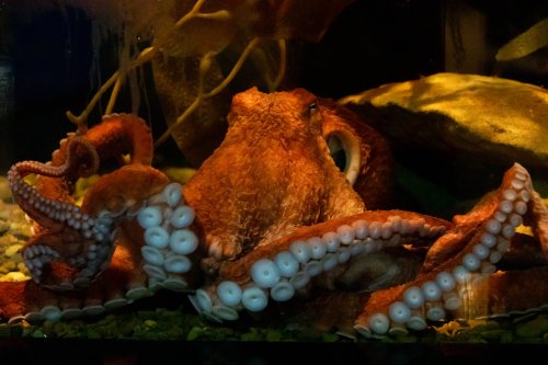 A close-up of a vibrant orange octopus with prominent suckers, resting in an aquarium environment.