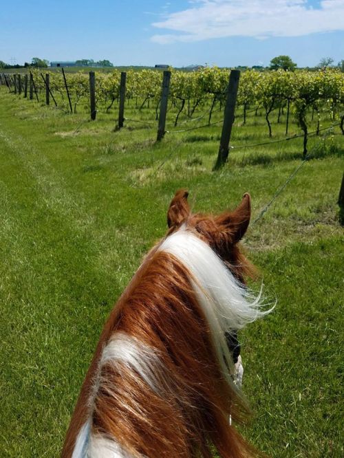 View from atop a horse, showing lush green vineyards and a clear blue sky in the background.