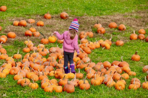 A child in a pink sweater and striped hat stands among a field of pumpkins, selecting one from the patch.