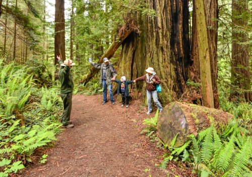 A group of four people, including a child, joyfully exploring a lush forest with tall trees and ferns.