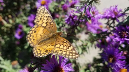 A butterfly with orange and black patterns perched on vibrant purple flowers in a sunny garden.