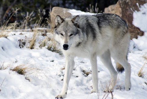 A gray wolf walking through a snowy landscape, surrounded by rocks and sparse grass.