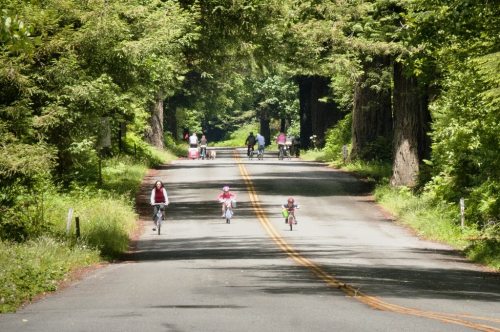 A scenic road lined with trees, where families and children ride bicycles together.
