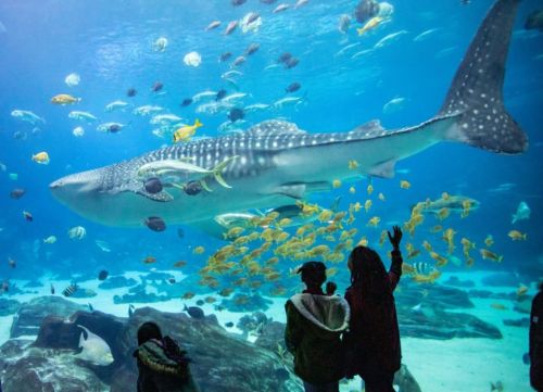 A whale shark swims gracefully in an aquarium, surrounded by colorful fish and captivated viewers.
