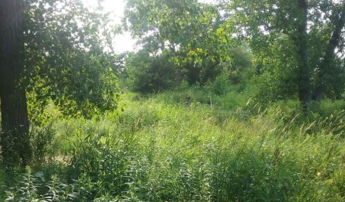 Lush green landscape with tall grass and trees under bright sunlight, creating a serene natural setting.