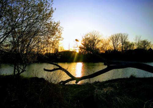 Sunset over a calm river, with silhouetted trees and a branch in the foreground, creating a serene atmosphere.