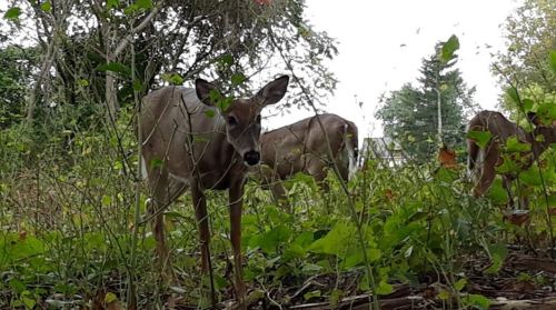 A group of deer standing among tall grass and plants in a natural setting.