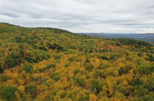 Aerial view of a vibrant forest in autumn, showcasing a mix of green, yellow, and orange foliage under a cloudy sky.