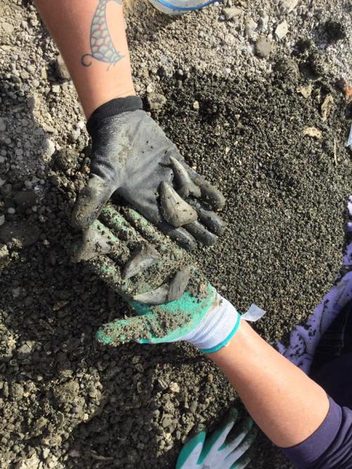 Two gloved hands holding small, muddy objects over a textured surface of gravel and dirt.