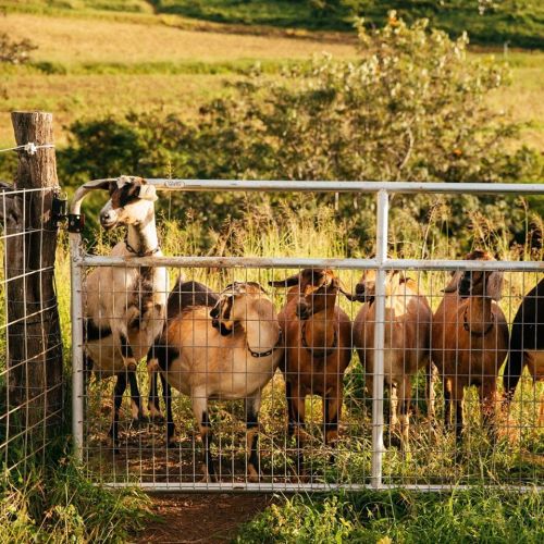 A group of goats stands behind a metal gate, surrounded by green grass and trees in a sunny landscape.