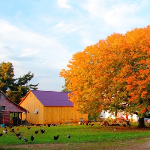 A vibrant autumn scene with a large orange tree, a barn, and chickens roaming in a grassy field.