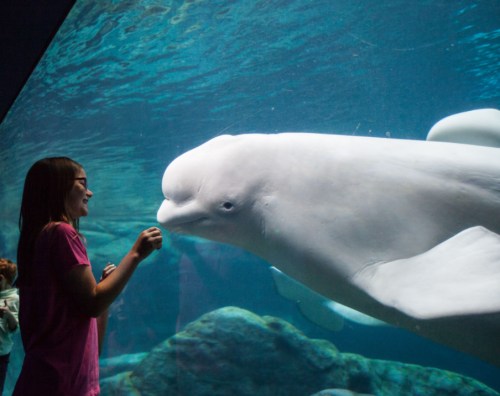 A girl interacts with a beluga whale through a glass aquarium wall.